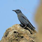 Blue Rock Thrush