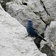 Blue Rock Thrush