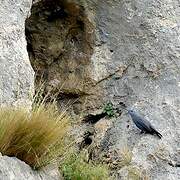 Blue Rock Thrush