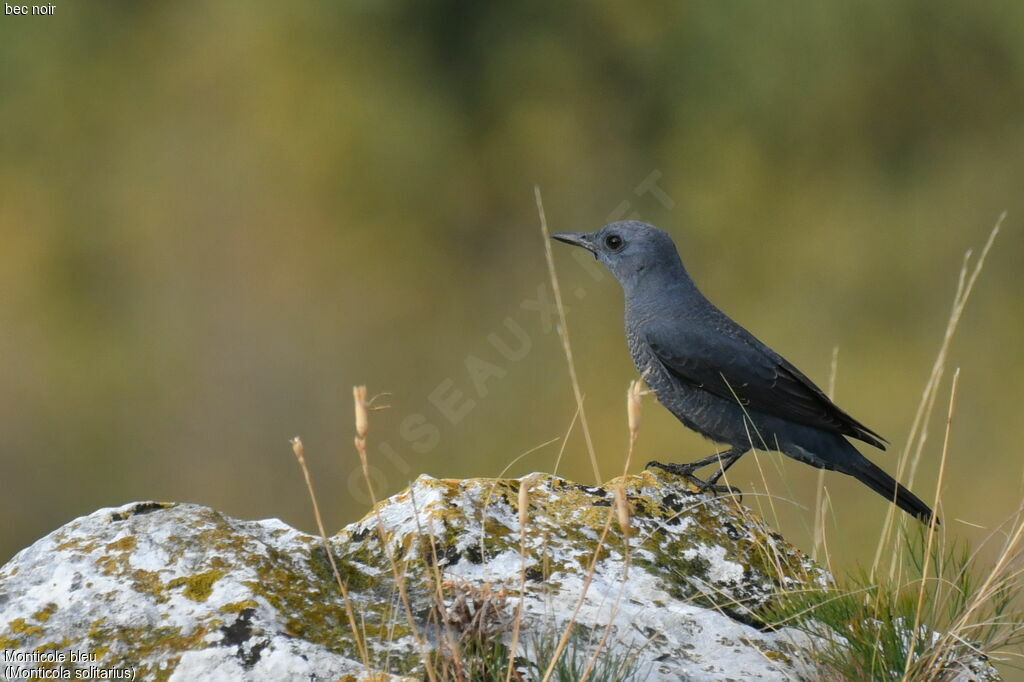 Blue Rock Thrush