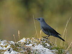 Blue Rock Thrush