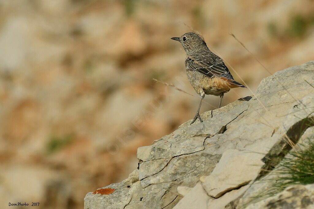 Common Rock Thrush