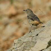 Common Rock Thrush