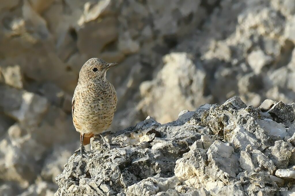 Common Rock Thrush