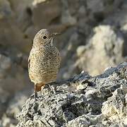 Common Rock Thrush