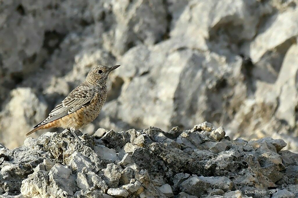 Common Rock Thrush