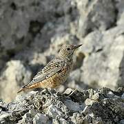 Common Rock Thrush