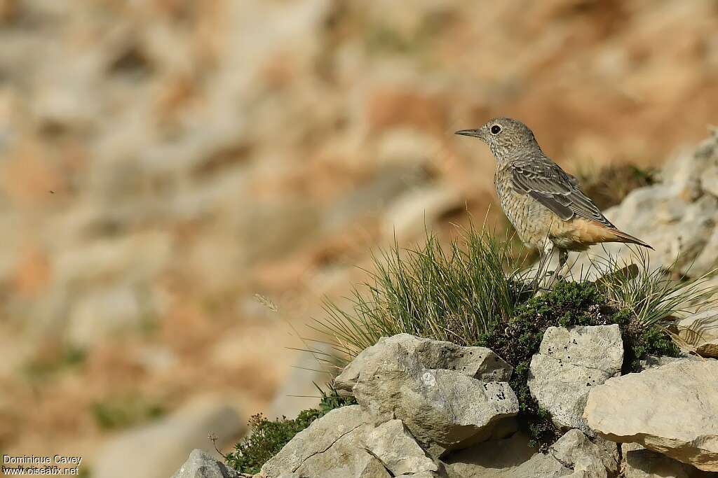 Common Rock Thrush female adult, habitat