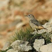 Common Rock Thrush