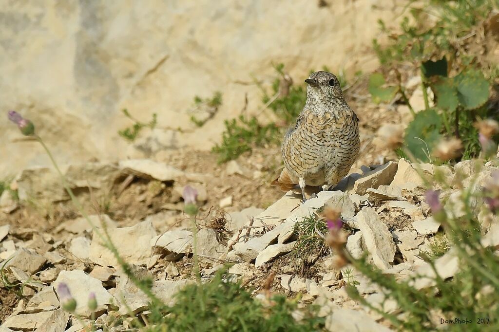 Common Rock Thrush