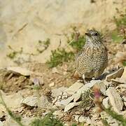 Common Rock Thrush