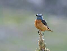 Common Rock Thrush