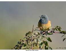 Little Rock Thrush