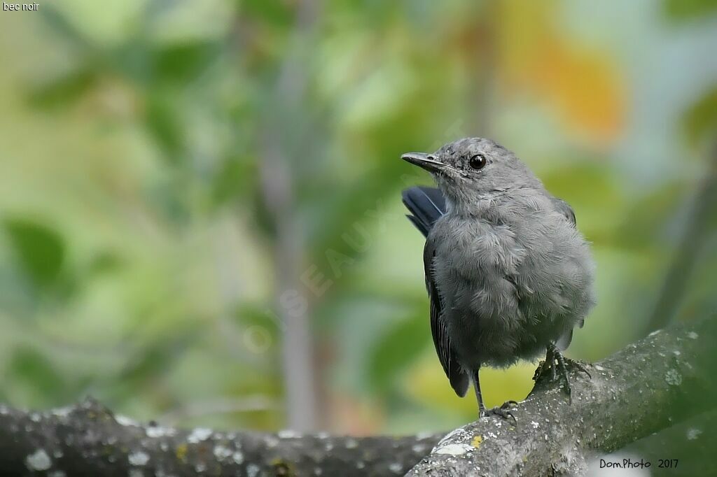 Grey Catbird