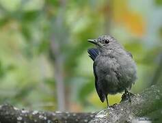 Grey Catbird