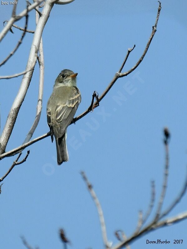 Alder Flycatcher