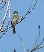 Alder Flycatcher