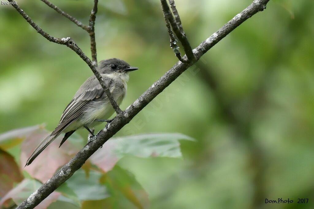 Eastern Phoebe