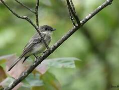 Eastern Phoebe