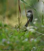 Eastern Phoebe