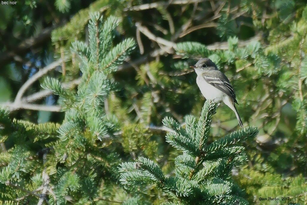 Least Flycatcher