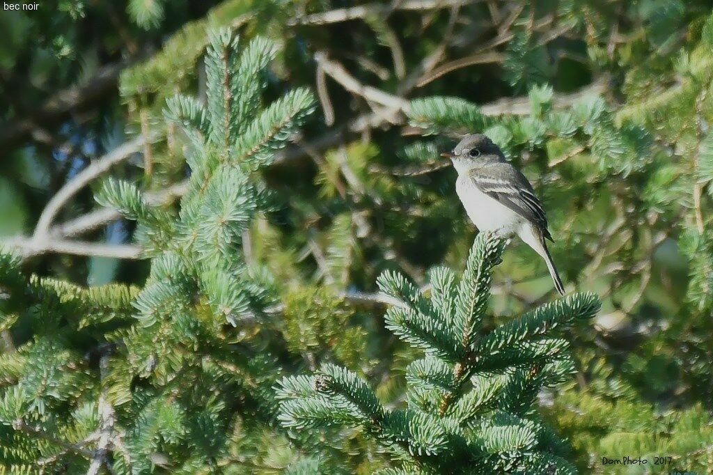 Least Flycatcher