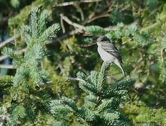 Least Flycatcher