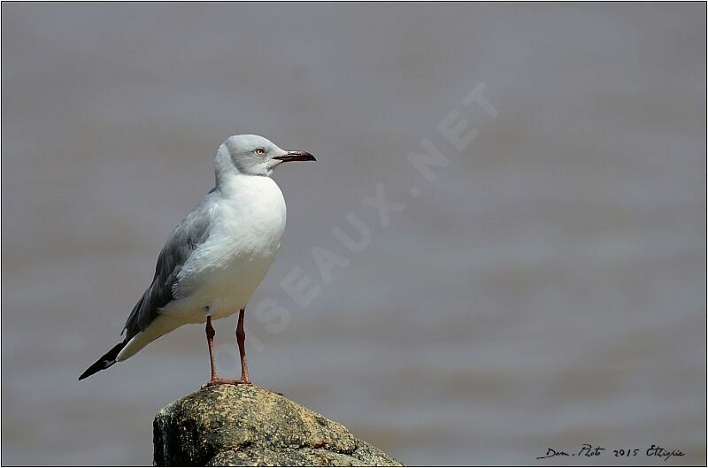 Mouette à tête grise