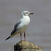 Mouette à tête grise