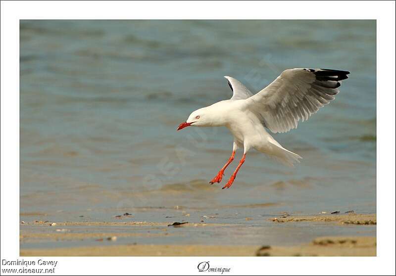 Silver Gulladult, Flight