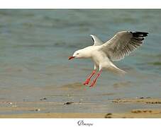 Mouette argentée