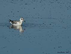 Mouette de Bonaparte