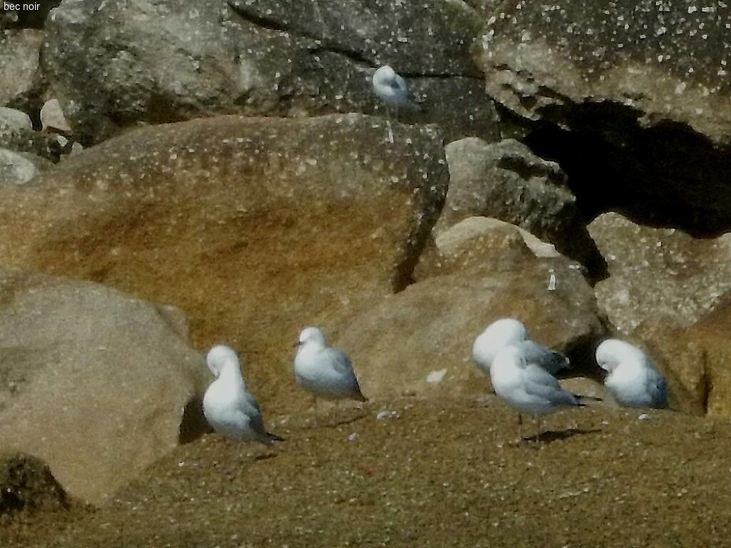 Mouette de Buller