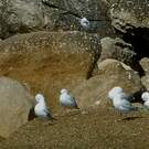 Mouette de Buller