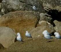 Black-billed Gull