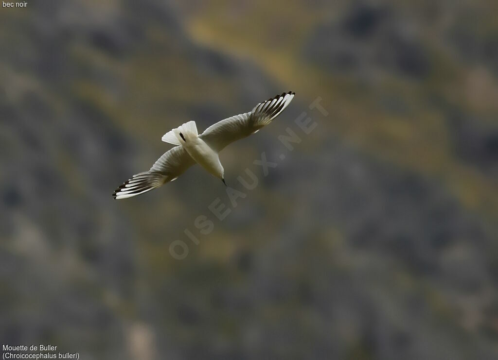 Mouette de Buller