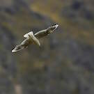 Mouette de Buller