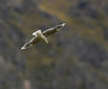 Black-billed Gull