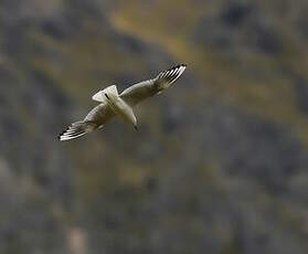 Mouette de Buller