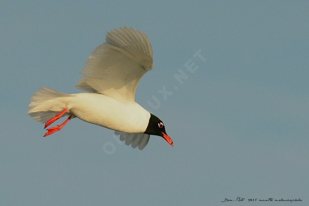 Mediterranean Gull