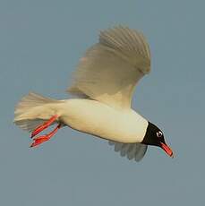 Mouette mélanocéphale