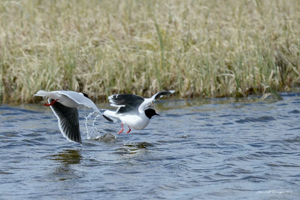 Little Gull