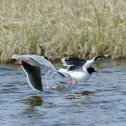 Little Gull