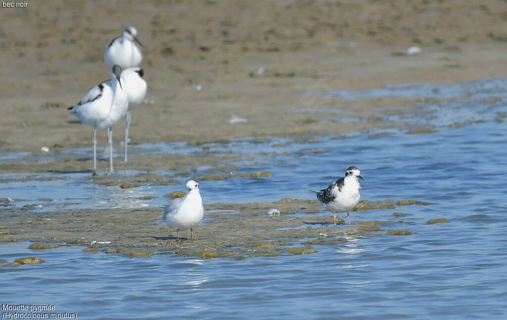 Mouette pygmée