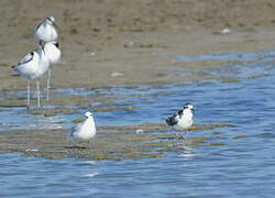 Mouette pygmée