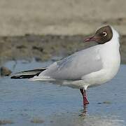 Mouette rieuse