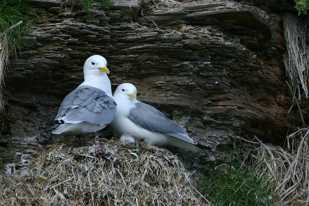 Mouette tridactyle