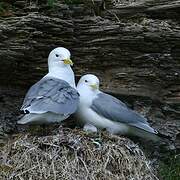 Black-legged Kittiwake