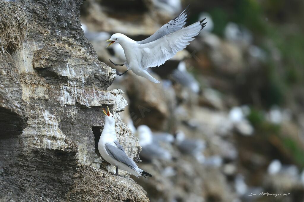 Black-legged Kittiwake