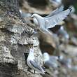 Mouette tridactyle